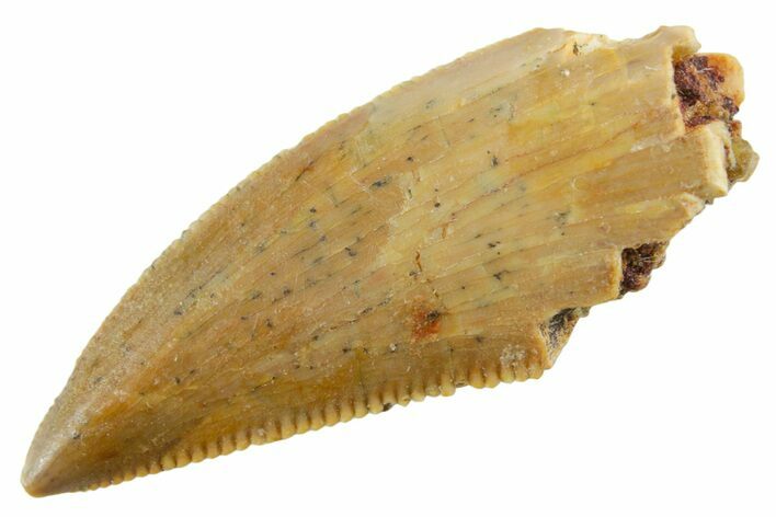 Serrated Raptor Tooth - Real Dinosaur Tooth #355538
